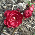 Red Quince Bloom | Oregon Coastal Flowers LLC Red Quince Bloom