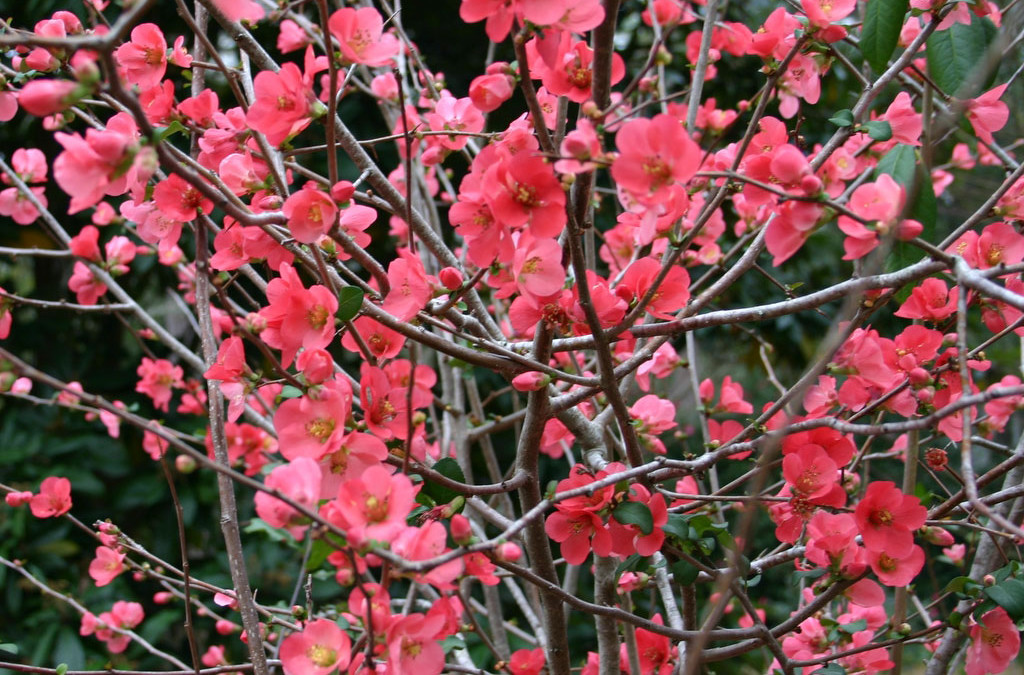 2.05.22 Salmon Quince for the Chinese New Year Winter Flowering Branches