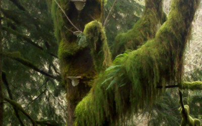Mossy Branches & Sticks Wholesale | Curly Willow & Dogwood — October
