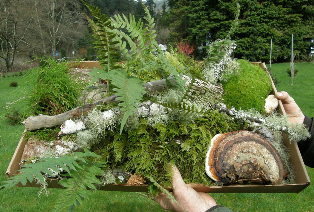 Forest Droppings feature specialty mosses & lichens harvested on the forest floor