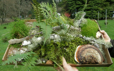 Forest Droppings feature specialty mosses & lichens harvested on the forest floor