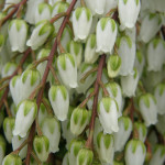 Spring Blooming White Pieris Japonica