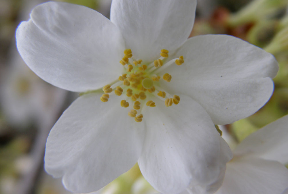 White Cherry Flowering Branches 3.27.17