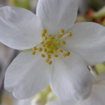 Spring Wedding White Cherry Blossoms | Oregon Coastal Flowers LLC Spring Wedding White Cherry Blossoms