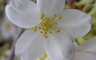 White Cherry Flowering Branches 3.27.17