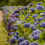 Summer Wedding Blue Hydrangea | Oregon Coastal Flowers LLC Summer Wedding Blue Hydrangea