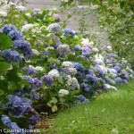 Sustainable Fresh Hydrangea Flowers | Oregon Coastal Flowers LLC Sustainable Fresh Hydrangea Flowers