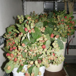 Thornless Blackberry Branches with Red Berries | Oregon Coastal Flowers LLC Thornless Blackberry Branches with Red Berries