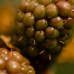 Thornless Blackberry Bush Branches with Berries | Oregon Coastal Flowers LLC Thornless Blackberry Bush Branches with Berries