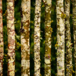 Unique Birch Wood Fence