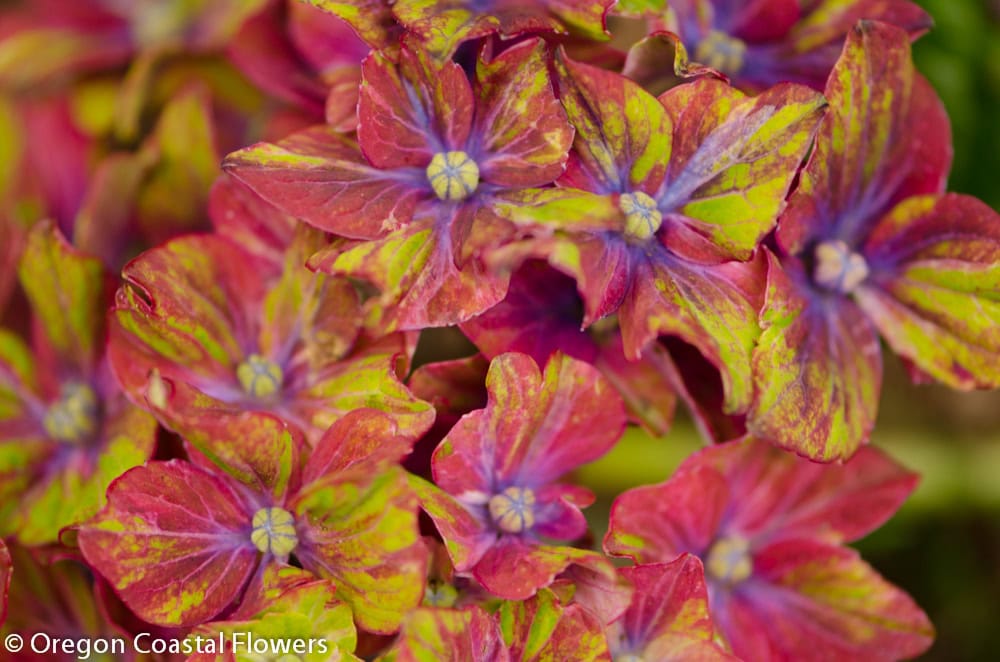 Unique Pistachio Hydrangea | Oregon Coastal Flowers LLC Unique Pistachio Hydrangea
