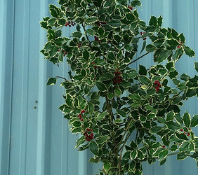 12.12.20 Holly Branches with Red Berries, Varigated and Green Holly