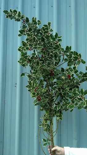 12.12.20 Holly Branches with Red Berries, Varigated and Green Holly