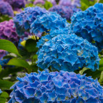 Vivid Blue Fresh Hydrangea Flowers | Oregon Coastal Flowers LLC Big Blue Hydrangea Flowers