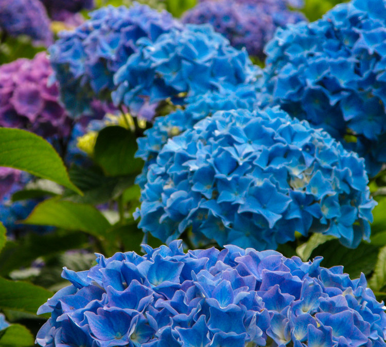 Big Blue Hydrangea Flowers