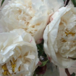 Wedding White Peony Flowers | Oregon Coastal Flowers LLC Wedding White Peony Flowers