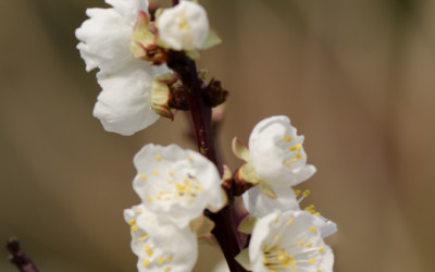 White Blooming Apricot Branches