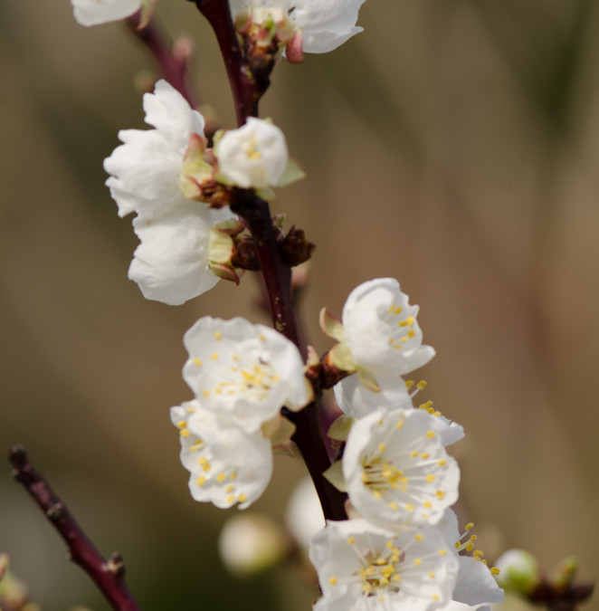 White Blooming Apricot Branches