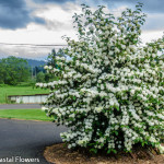 White Blooming Popcorn Viburnum | Oregon Coastal Flowers LLC White Blooming Popcorn Viburnum