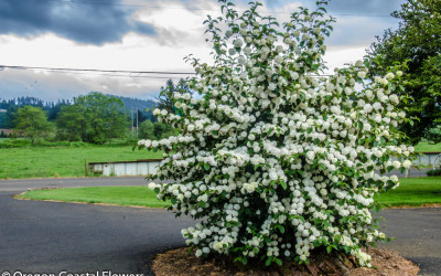 4.08.20 Popcorn viburnum early spring specialty cut flowers.