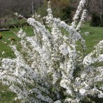 White Blooming Spirea | Oregon Coastal Flowers LLC White Blooming Spirea