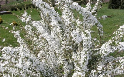 Wholesale Spirea Branches are hot sellers, but no Cherry Picking!