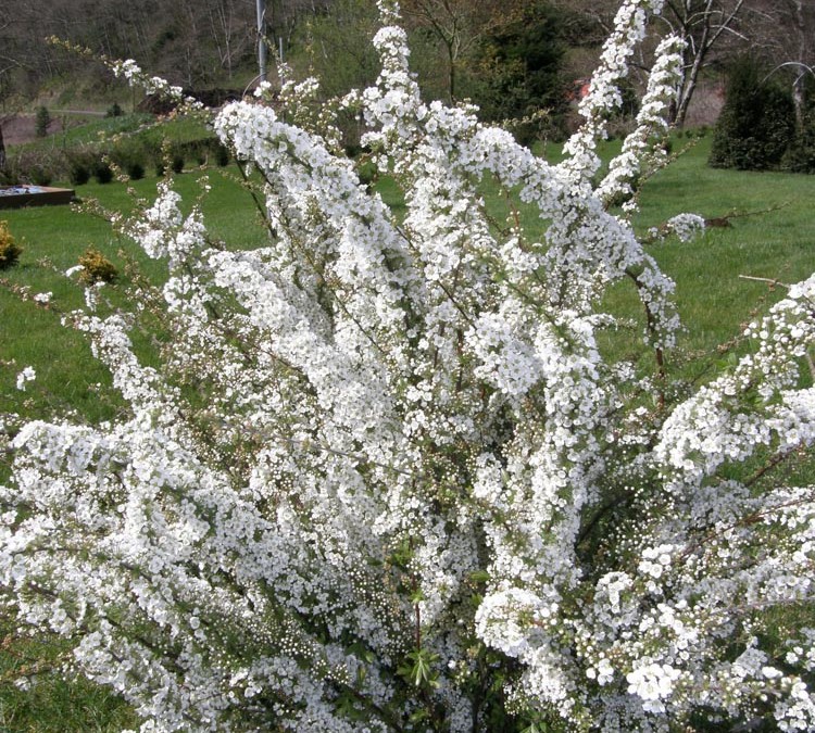 Wholesale Spirea Branches are hot sellers, but no Cherry Picking!