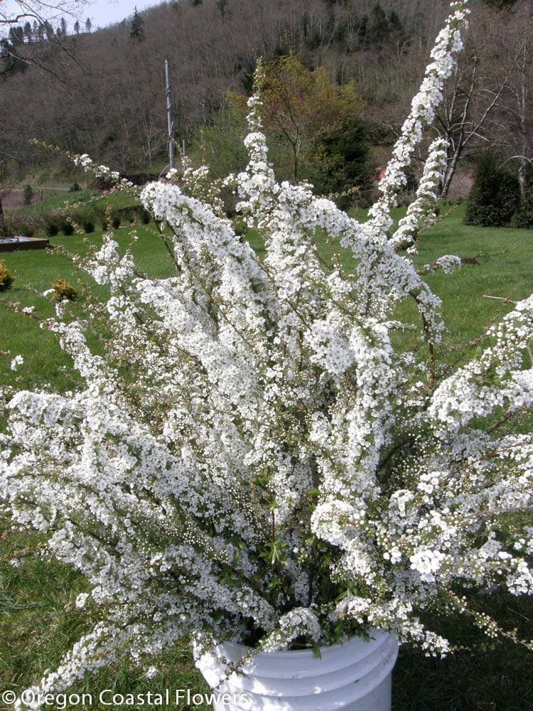 Spirea specialty cut