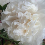 White Bridal Bouquet Peonies