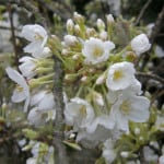 White Cherry Blossoms | Oregon Coastal Flowers LLC White Cherry Blossoms