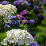 White Hydrangea Grown on a Family Farm | Oregon Coastal Flowers LLC White Hydrangea Grown on a Family Farm
