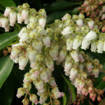 White Pieris Japonica