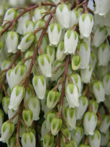 White Pieris Japonica | Oregon Coastal Flowers LLC Pieris japonica blooming cut flowers