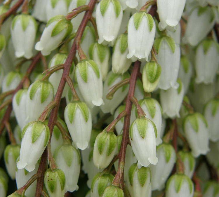Pieris japonica Cut Flowers