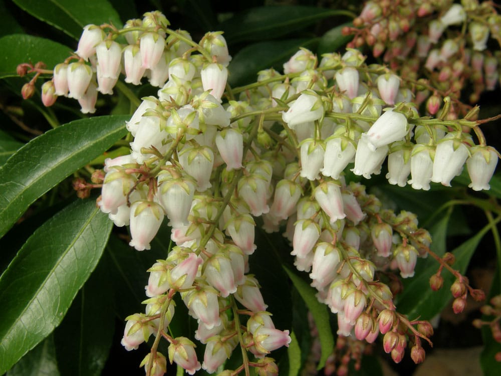 Pieris japonica