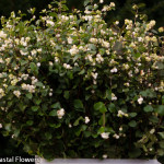 White Snowberries | Oregon Coastal Flowers LLC White Snowberries