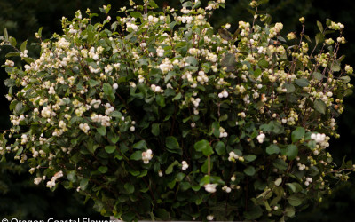 Fresh Green Snowberries