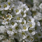 White Spirea Flowers | Oregon Coastal Flowers LLC White Spirea Flowers