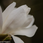White Tulip Magnolia Branches