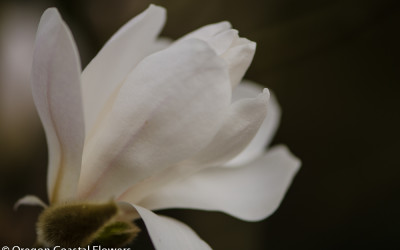 2.15.21 White Tulip Magnolia