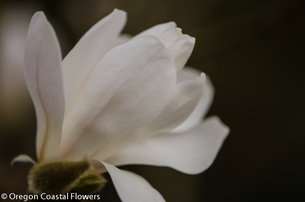 2.15.21 White Tulip Magnolia