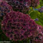 Wholesale Antique Burgundy Hydrangea Flowers | Oregon Coastal Flowers LLC Wholesale Antique Burgundy Hydrangea Flowers
