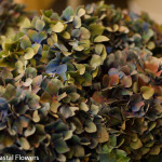 Wholesale Antique Hydrangea