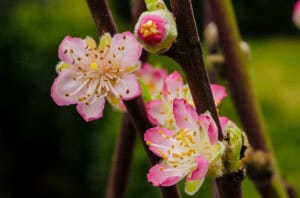 Wholesale Flowering Peach Branches | Oregon Coastal Flowers LLC Wholesale Flowering Peach Branches