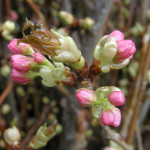 Wholesale Flowering Pink Cherry Branches