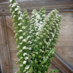 Wholesale Fresh Cut Spirea