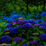 Wholesale Hydrangea Flowers | Oregon Coastal Flowers LLC Wholesale Hydrangea Flowers