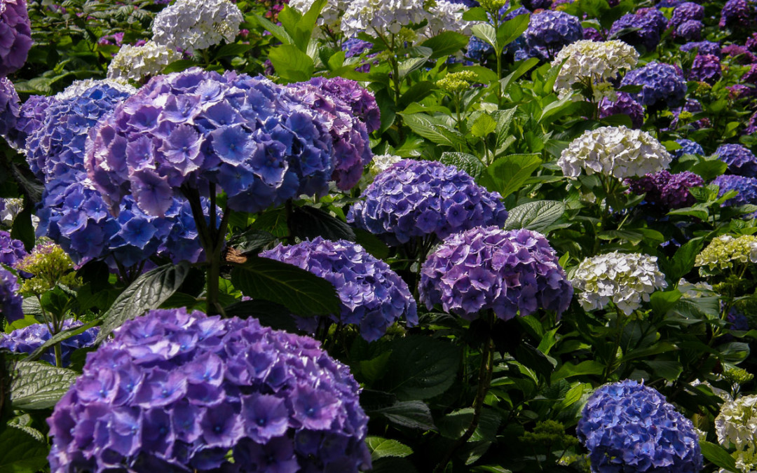 Wholesale Lavender Hydrangea