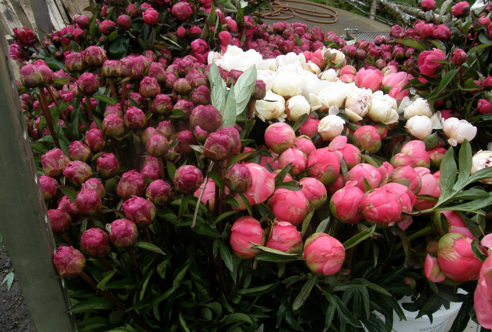 5.30.22 Peony Flowers White & Pink Peonies.