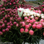 Wholesale Pink Peonies